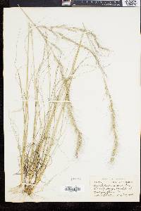 Aristida purpurascens image