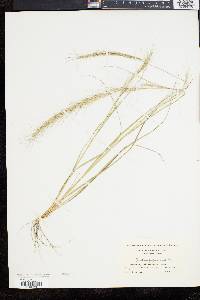 Aristida purpurascens image