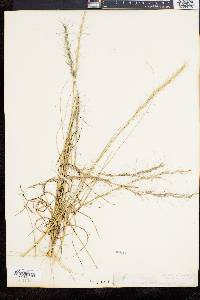 Aristida purpurascens image