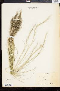 Aristida purpurascens image