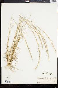 Aristida purpurascens image