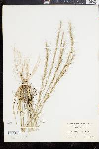 Aristida purpurascens image