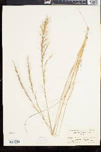 Aristida purpurascens image