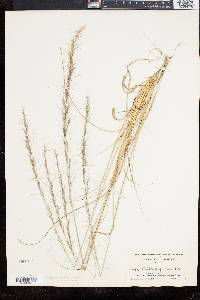 Aristida purpurascens image