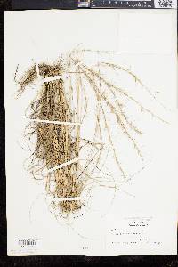 Aristida purpurascens image