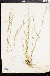 Aristida purpurascens image