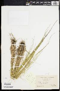 Aristida virgata image