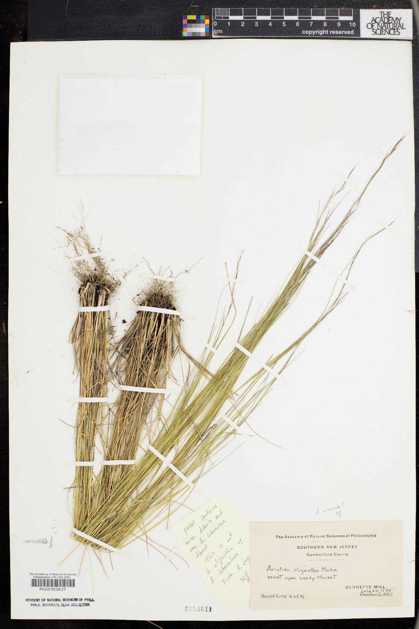 Aristida virgata image