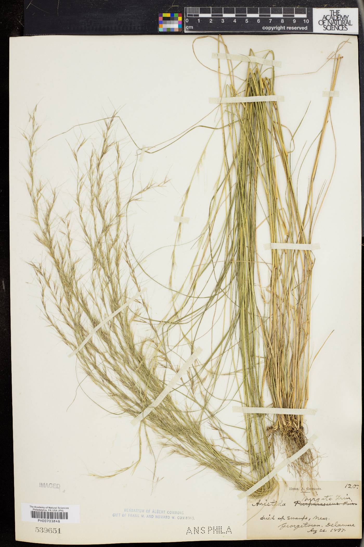 Aristida virgata image