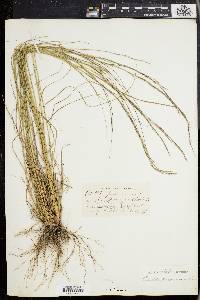 Aristida virgata image