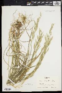 Bromus commutatus image