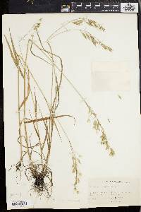 Bromus commutatus image