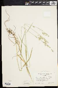 Bromus commutatus image