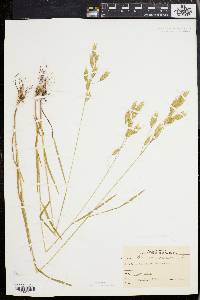 Bromus commutatus image