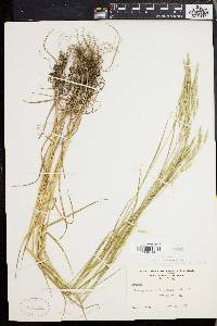 Bromus commutatus image