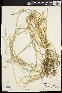 Bromus commutatus image