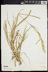 Bromus commutatus image