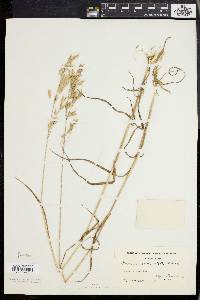 Bromus commutatus image