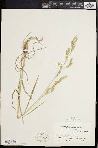 Bromus commutatus image