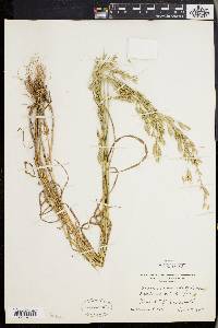 Bromus commutatus image