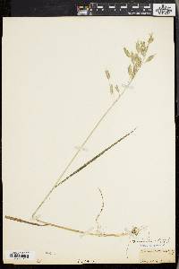 Bromus commutatus image