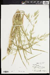 Bromus commutatus image