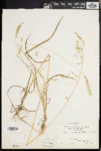 Bromus commutatus image