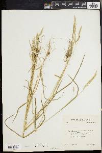 Bromus commutatus image