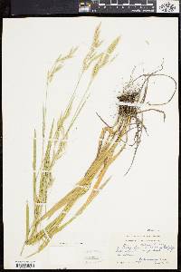 Bromus kalmii image