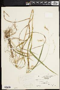 Bromus latiglumis image