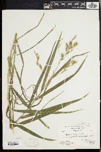 Bromus latiglumis image