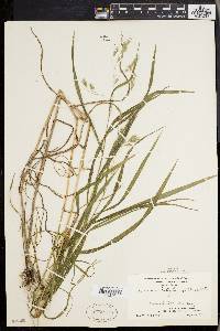 Bromus latiglumis image