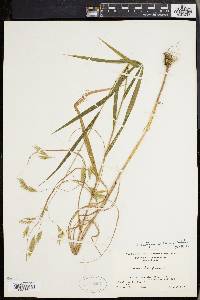 Bromus latiglumis image