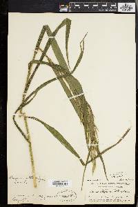 Bromus latiglumis image