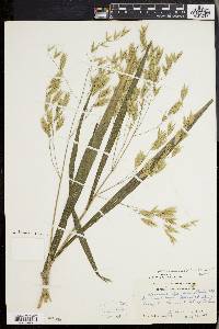 Bromus latiglumis image