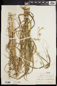 Bromus latiglumis image