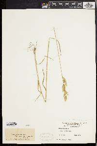 Bromus hordeaceus subsp. hordeaceus image