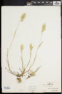 Bromus hordeaceus subsp. hordeaceus image