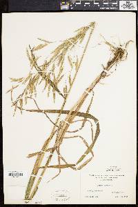 Bromus purgans image