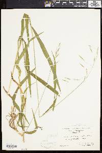 Bromus purgans image