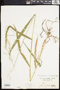 Bromus purgans image