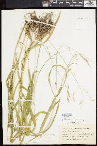 Bromus purgans image