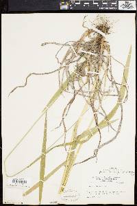 Bromus purgans image