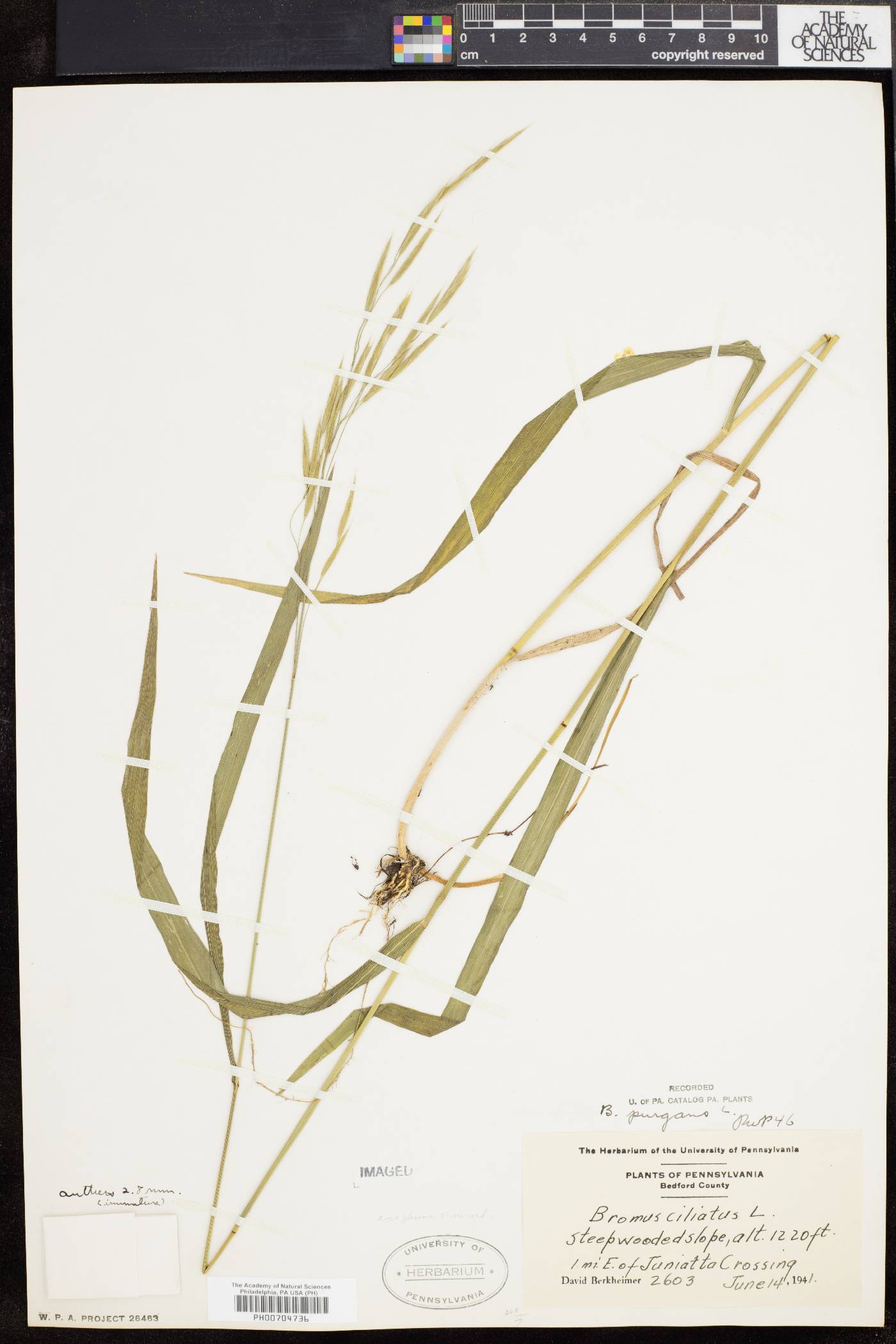 Bromus purgans image