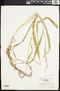 Bromus purgans image