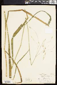 Bromus purgans image