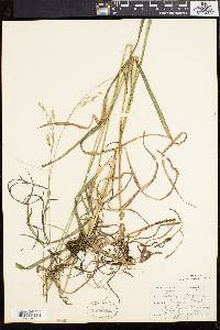 Bromus purgans image