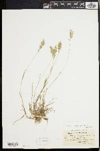 Bromus racemosus image