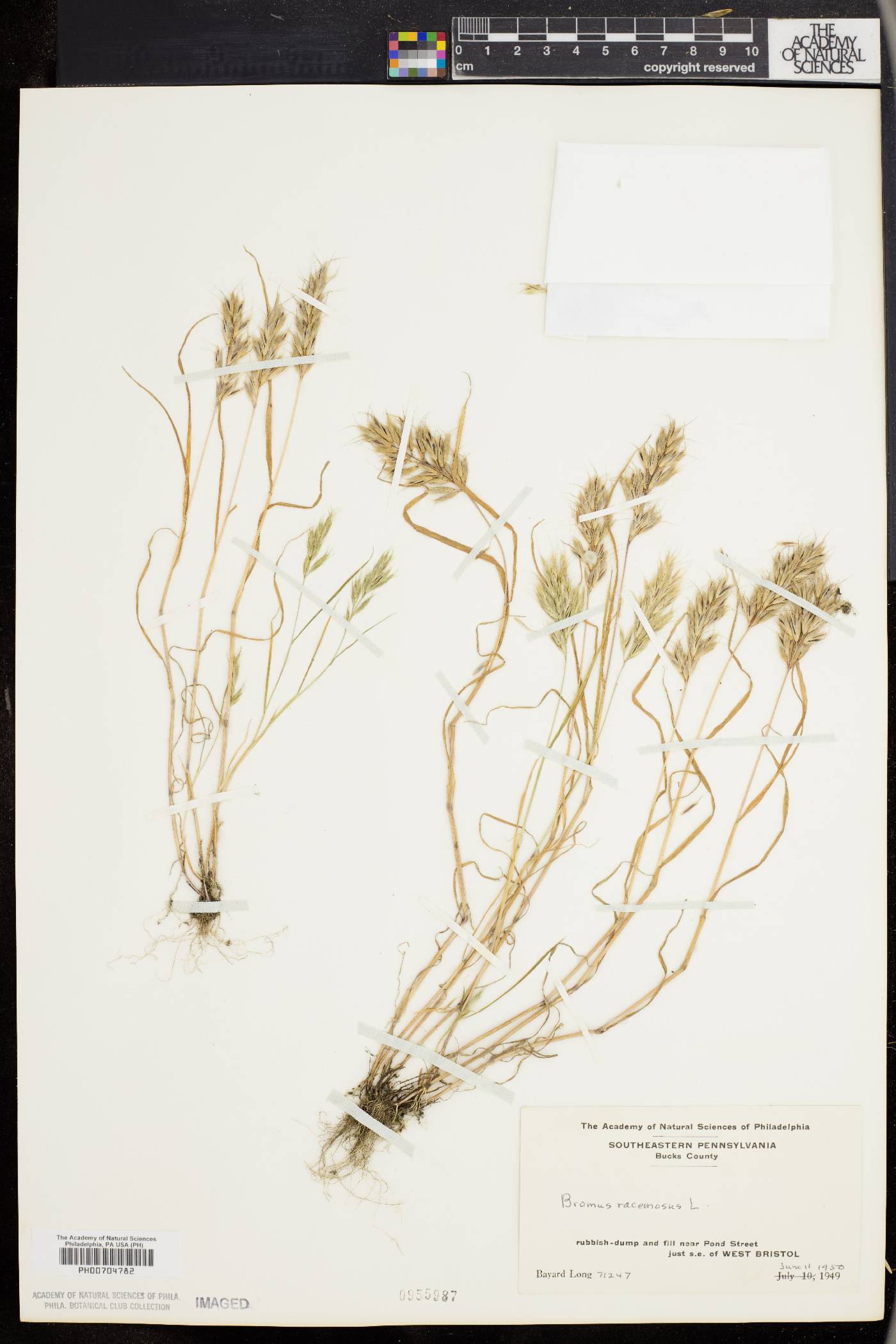 Bromus racemosus image