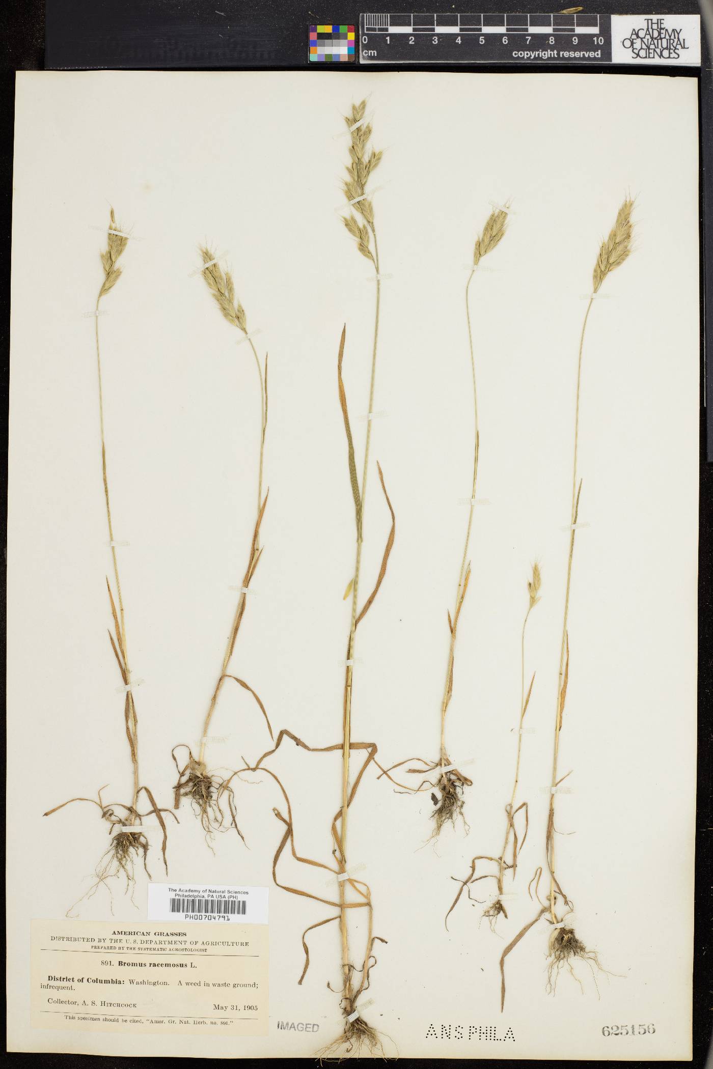 Bromus racemosus image